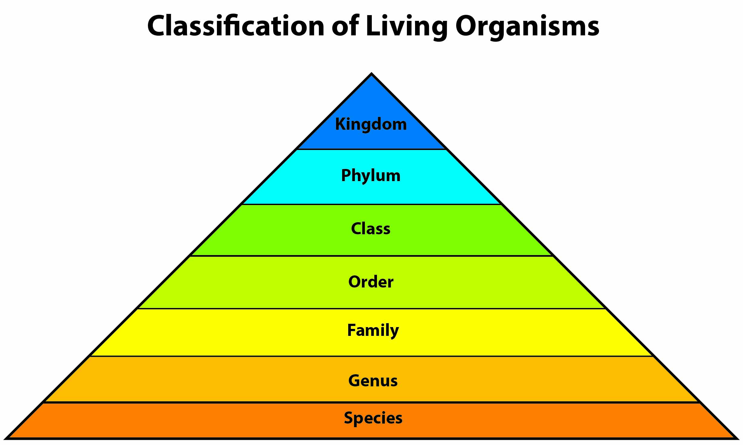 what is the hierarchy of classification in biology