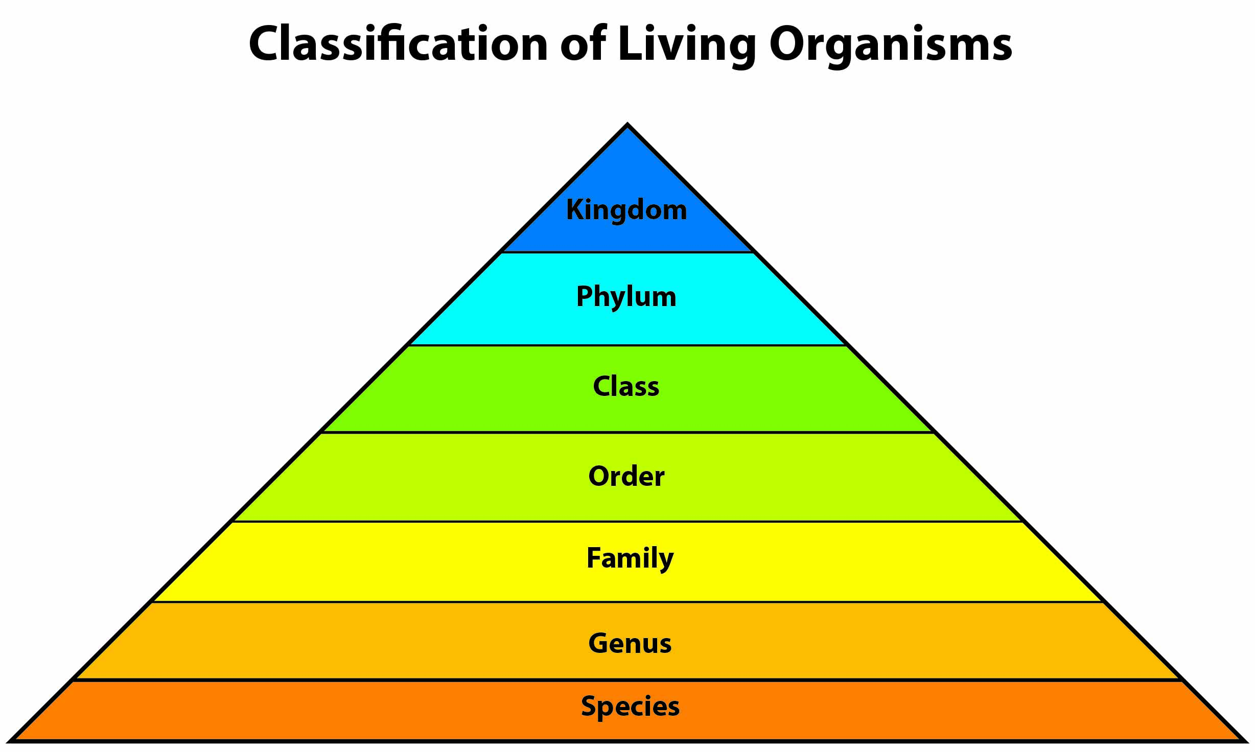 Classification Of Living Organisms Playz All